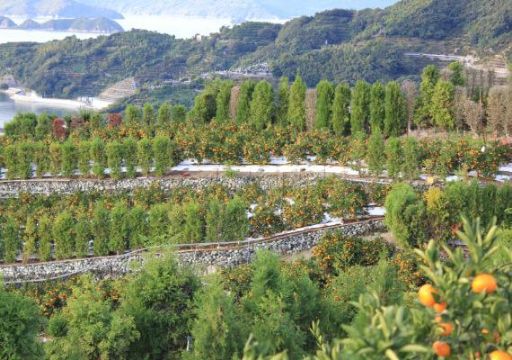 おいしい愛媛の真穴みかん 産地直送＜通販＞｜旬香物産